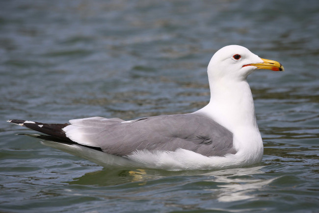 Обои картинки фото животные, Чайки,  бакланы,  крачки, чайка, вода