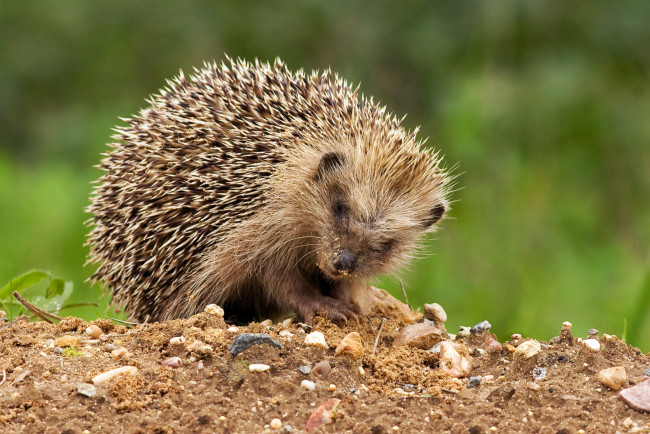 Обои картинки фото животные, ежи, колючки