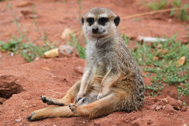 Обои картинки фото животные, сурикаты, смешной