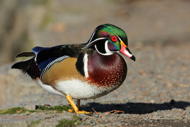 Обои картинки фото животные, утки, бере, утка