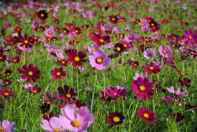 Обои картинки фото цветы, космея, луг
