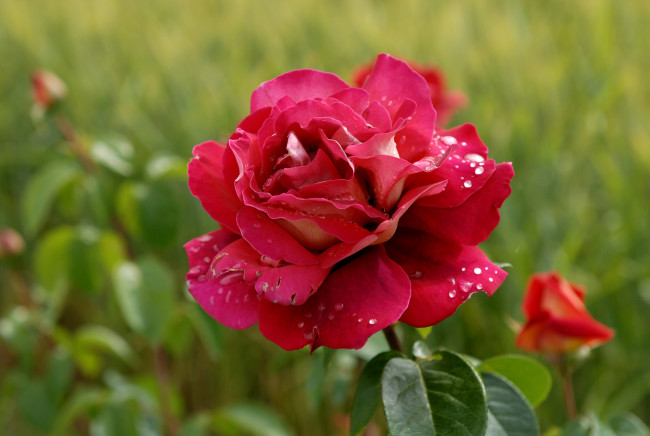 Обои картинки фото цветы, розы, красный