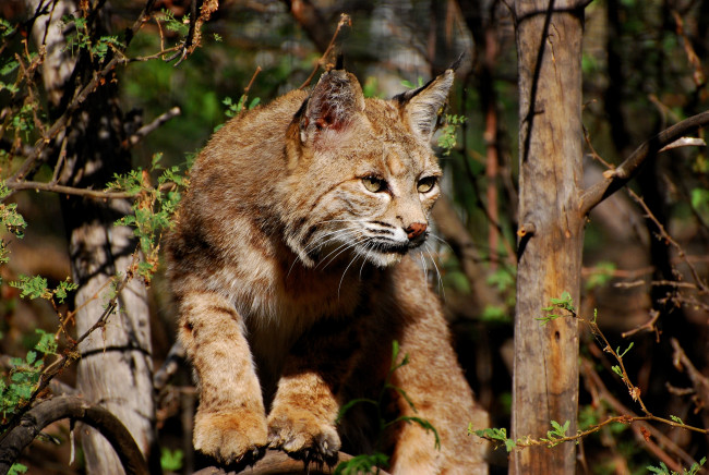 Обои картинки фото животные, рыси, дерево, взгляд, кошка, рысь