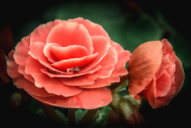 Обои картинки фото цветы, бегония, макро