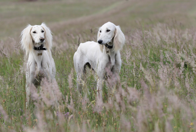 Обои картинки фото животные, собаки, борзые