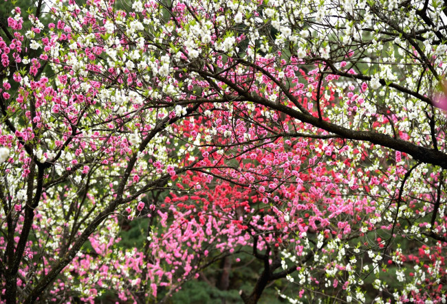 Обои картинки фото цветы, цветущие деревья ,  кустарники, весна, деревья