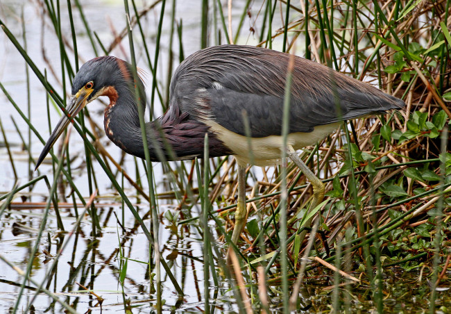 Обои картинки фото животные, цапли, цапля, водоем