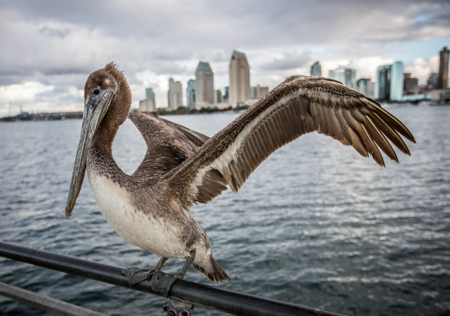 Обои картинки фото животные, пеликаны, перила, пеликан