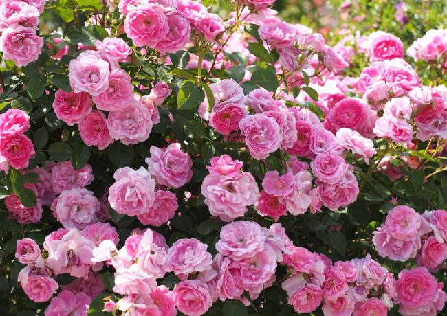 Обои картинки фото цветы, розы, розовый