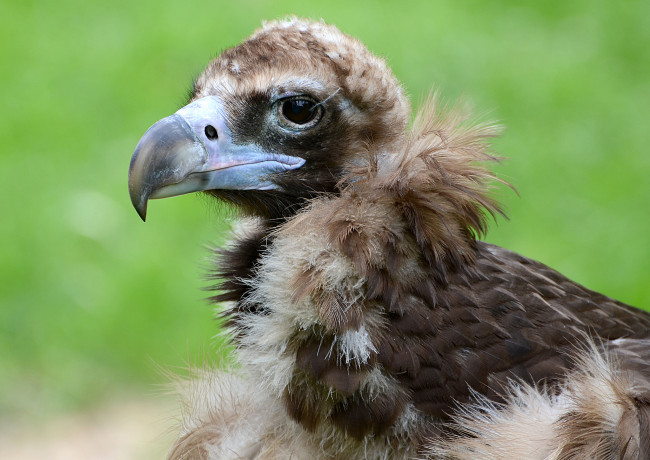 Обои картинки фото животные, птицы - хищники, оперение, шея, голова, гриф