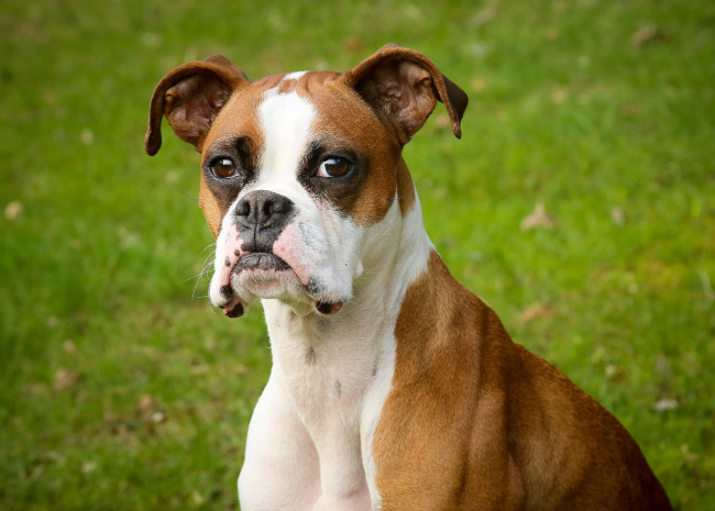 Обои картинки фото животные, собаки, боксер, взгляд