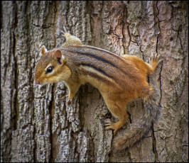 Картинка животные бурундуки бурундук