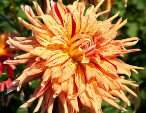 Картинка цветы георгины рябой макро георгина цветок