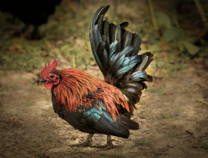 Картинка животные куры +петухи петух