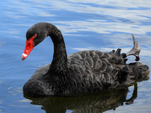 Картинка животные лебеди лебедь черный