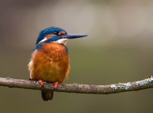 Картинка животные зимородки рыболов