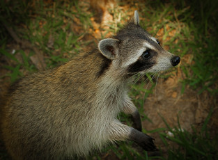 Картинка животные еноты енот