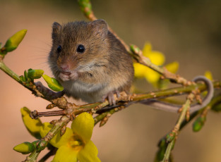 Картинка животные крысы +мыши мышка