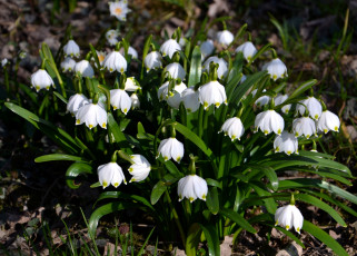 Картинка цветы подснежники +белоцветники +пролески полянка весна