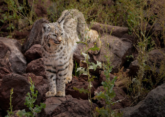 Картинка животные рыси рысь