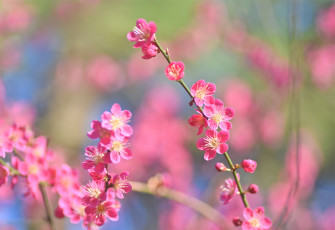 Картинка цветы цветущие+деревья+ +кустарники нежность размытость макро веточка