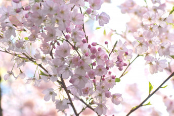 Картинка цветы сакура +вишня макро нежность