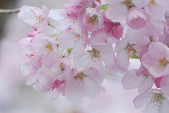 Картинка цветы сакура +вишня макро нежность