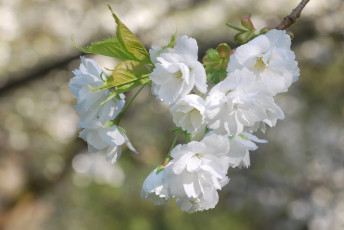 Картинка цветы сакура +вишня нежность макро