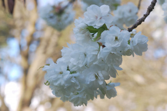 Картинка цветы сакура +вишня нежность макро