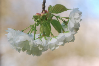 Картинка цветы сакура +вишня нежность макро