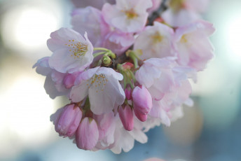 Картинка цветы сакура +вишня нежность макро