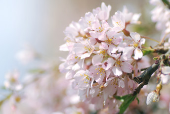 Картинка цветы сакура +вишня нежность макро