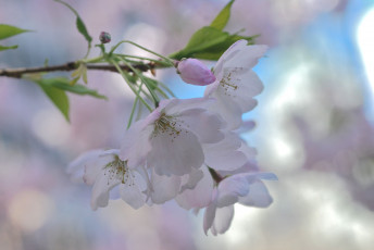 Картинка цветы сакура +вишня нежность макро