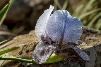 Картинка цветы ирисы крапинки пестрый