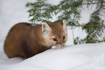 Картинка животные хорьки +куницы +горностаи +ласки +соболи зима природа снег pine marten