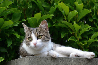 Картинка животные коты киса ушки усы взгляд коте