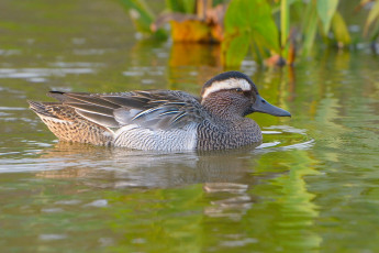 Картинка животные утки