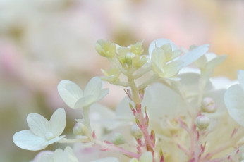 Картинка цветы белые макро нежность