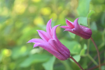 Картинка цветы колокольчики фон макро сиреневые