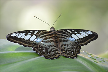 Картинка животные бабочки +мотыльки +моли бабочка