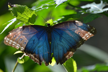 Картинка животные бабочки +мотыльки +моли бабочка