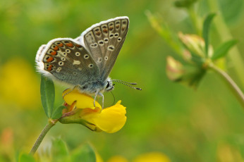 Картинка животные бабочки +мотыльки +моли макро фон утро насекомое травинка бабочка