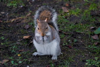 Картинка животные белки белка