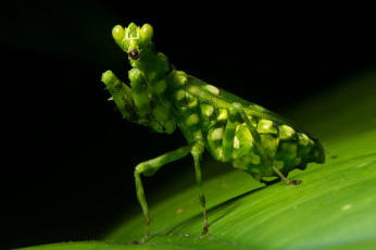 Картинка животные богомолы макро богомол лист