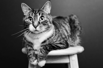 Картинка животные коты кошка