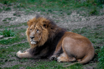 Картинка животные львы лев