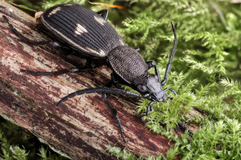 Картинка животные насекомые природа насекомое жук мох макро