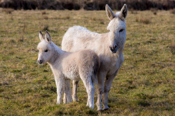 обоя животные, ослы, ослики
