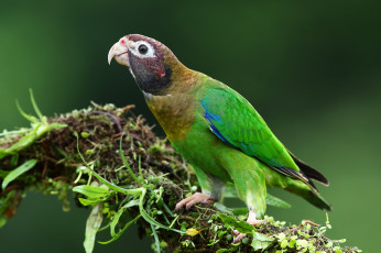 Картинка животные попугаи попугай