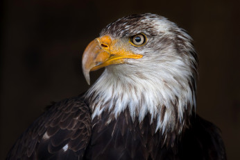 Картинка животные птицы+-+хищники орлан белоголовый